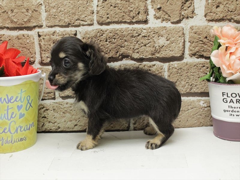 福岡県のチワックス(チワワ×ダックス) (ワンラブ福岡総本店/2025年11月11日生まれ/女の子/ブラックタン)の子犬の2枚目の画像