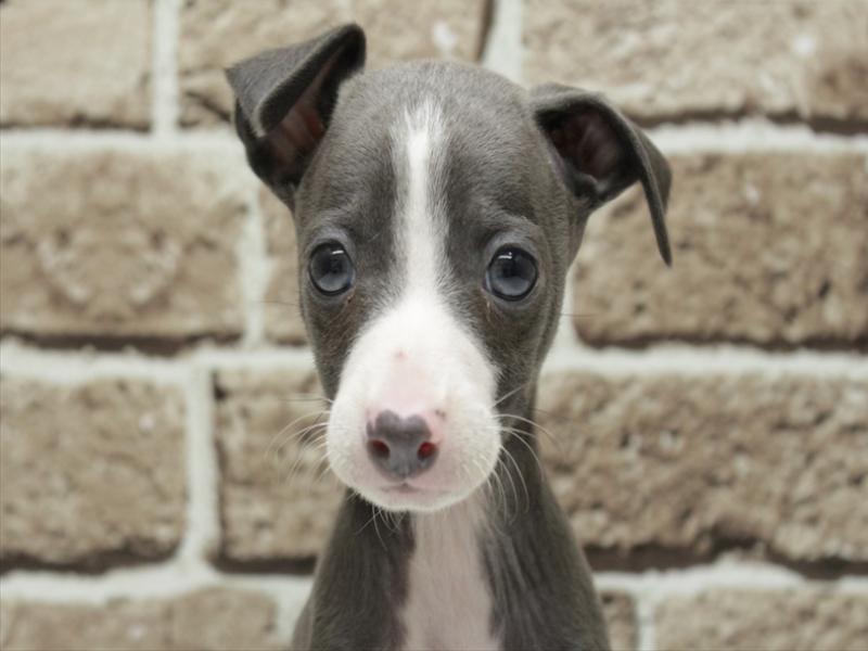 福岡県のイタリアングレーハウンド (ワンラブ福岡総本店/2025年11月8日生まれ/男の子/ブルーホワイト)の子犬の1枚目の画像