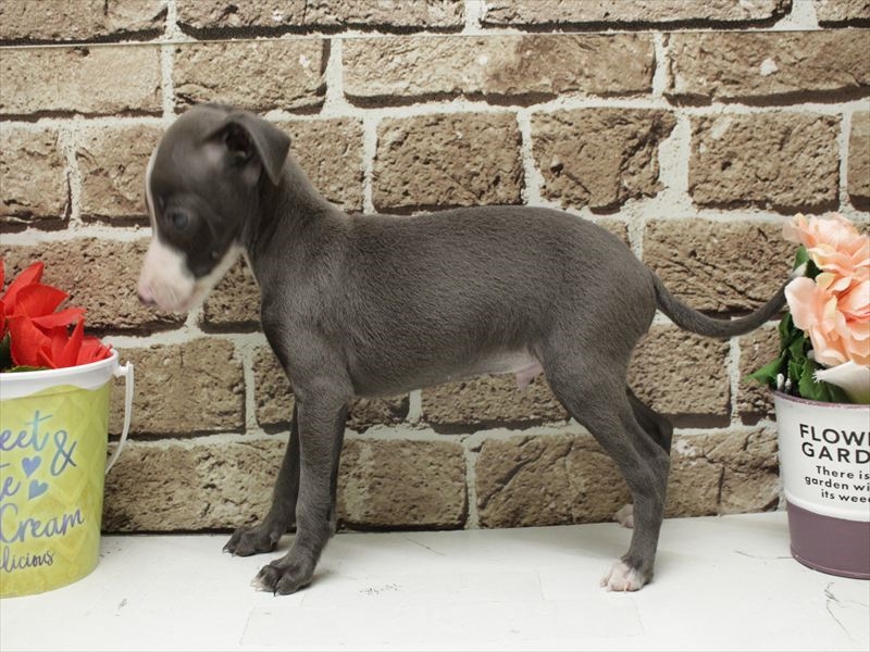 福岡県のイタリアングレーハウンド (ワンラブ福岡総本店/2025年11月8日生まれ/男の子/ブルーホワイト)の子犬の2枚目の画像