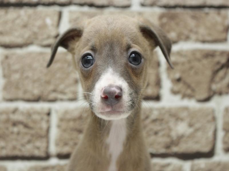 福岡県のイタリアングレーハウンド (ワンラブ福岡総本店/2025年11月8日生まれ/男の子/フォーンホワイト)の子犬の1枚目の画像