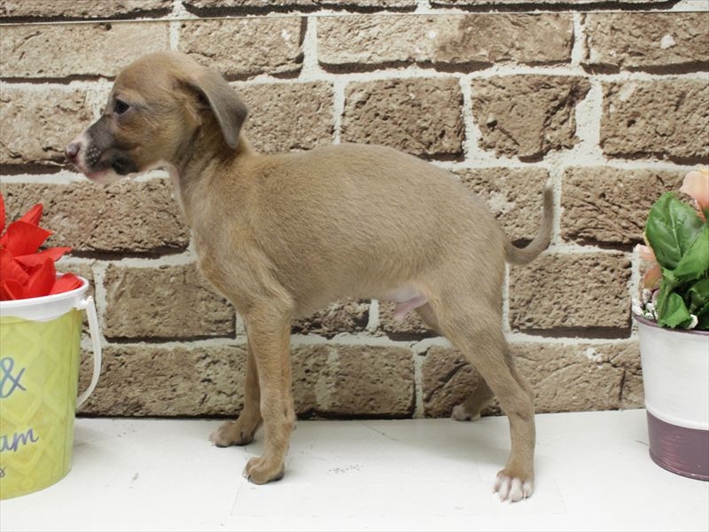 福岡県のイタリアングレーハウンド (ワンラブ福岡総本店/2025年11月8日生まれ/男の子/フォーンホワイト)の子犬の2枚目の画像