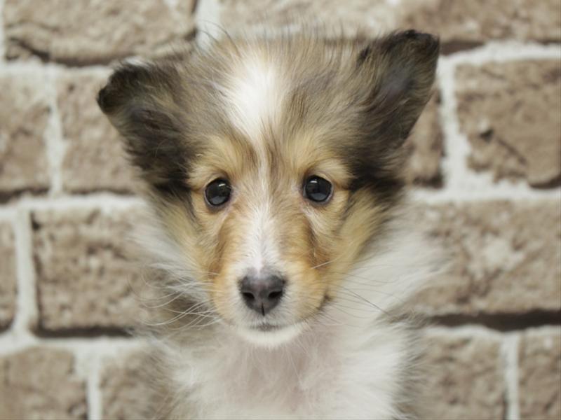 福岡県のシェットランドシープドッグ (ワンラブ福岡総本店/2025年11月9日生まれ/女の子/セーブルホワイト)の子犬の1枚目の画像