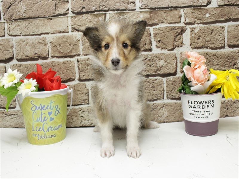 福岡県のシェットランドシープドッグ (ワンラブ福岡総本店/2025年11月9日生まれ/女の子/セーブルホワイト)の子犬の3枚目の画像