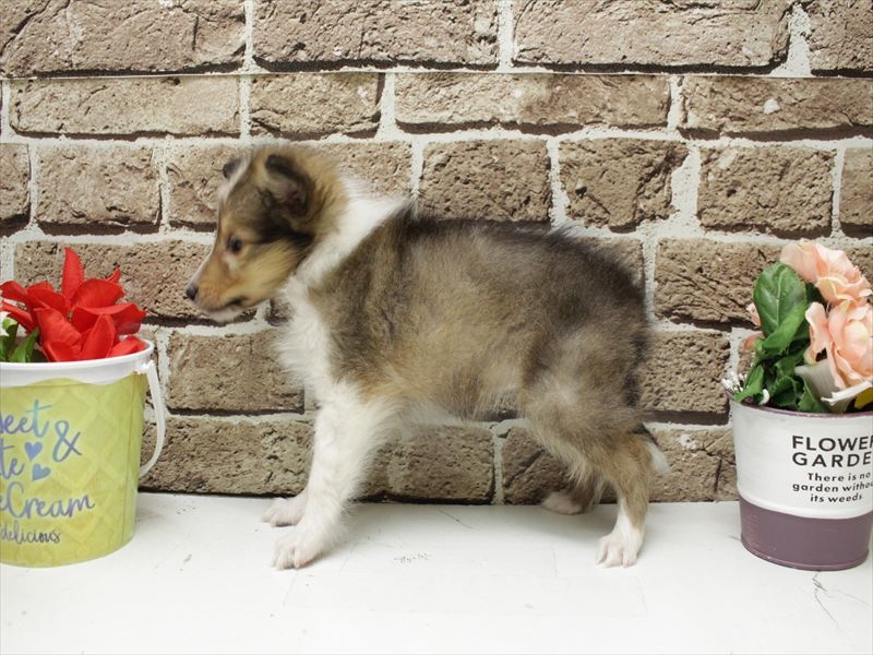 福岡県のシェットランドシープドッグ (ワンラブ福岡総本店/2025年11月9日生まれ/女の子/セーブルホワイト)の子犬の2枚目の画像