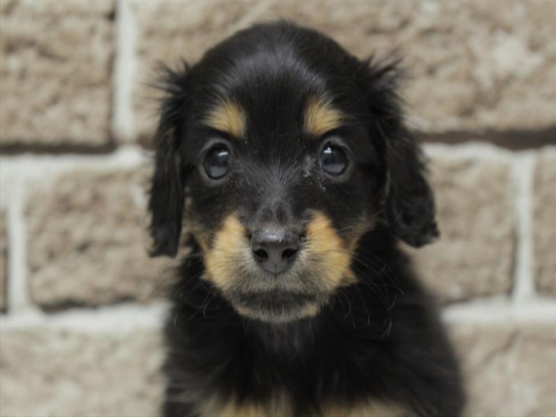 福岡県のカニンヘンダックスフンド(ロング) (ワンラブ福岡総本店/2025年11月11日生まれ/男の子/ブラックタン)の子犬