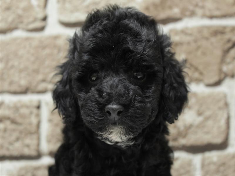 福岡県のトイプードル(トイ) (ワンラブ福岡総本店/2025年11月10日生まれ/男の子/ブラック)の子犬