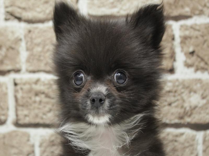 福岡県のポメチワ/チワポメ/ポメチー(ポメラニアン×チワワ) (ワンラブ福岡総本店/2025年11月3日生まれ/男の子/ブラックホワイト)の子犬