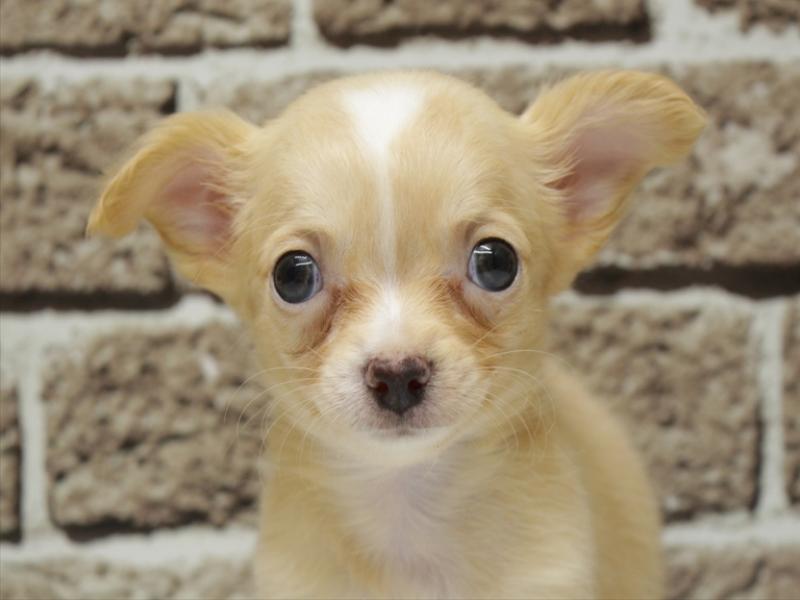 福岡県のチワワ(ロング) (ワンラブ福岡総本店/2025年11月9日生まれ/女の子/クリームホワイト)の子犬