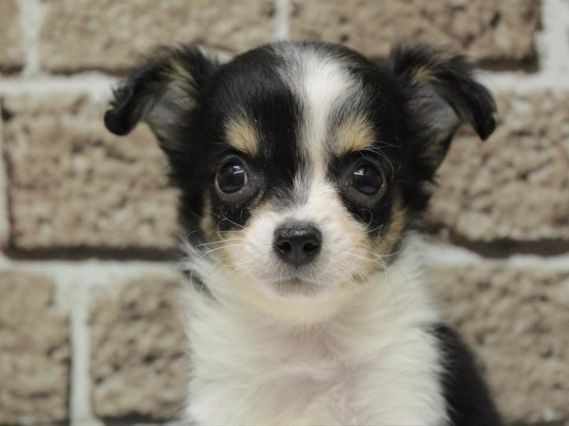 福岡県のチワワ(ロング) (ワンラブ福岡総本店/2025年11月9日生まれ/男の子/ブラックタンホワイト)の子犬