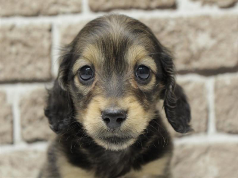 福岡県のミニチュアダックスフンド(ロング) (ワンラブ福岡総本店/2025年11月8日生まれ/男の子/シェーデットレッド)の子犬