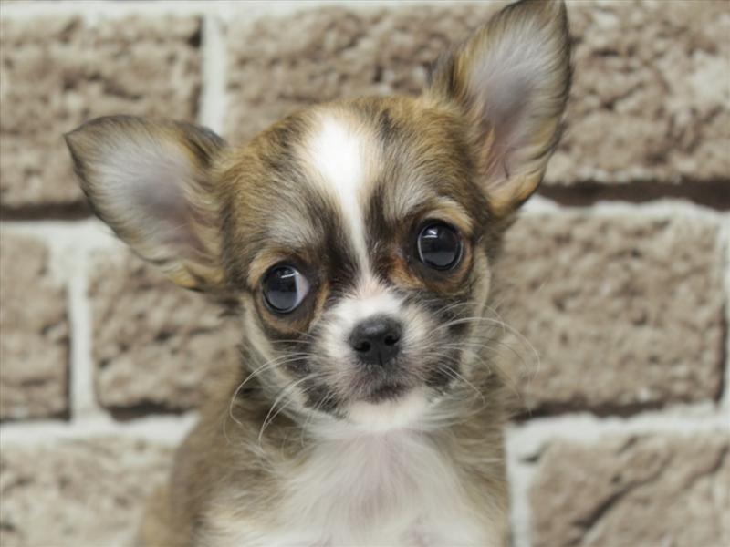 福岡県のチワワ(ロング) (ワンラブ福岡総本店/2025年11月9日生まれ/女の子/レッドホワイト)の子犬の1枚目の画像