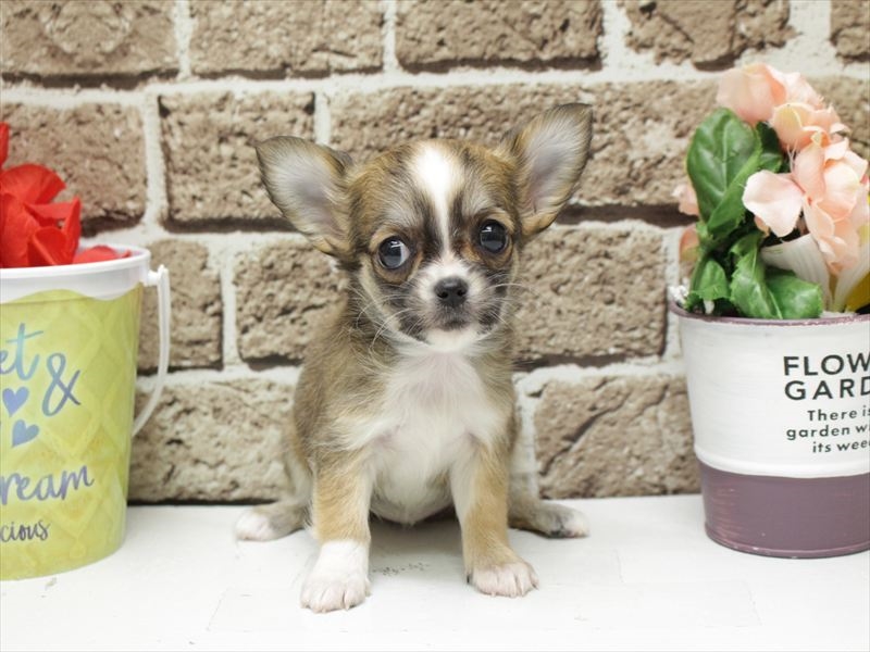 福岡県のチワワ(ロング) (ワンラブ福岡総本店/2025年11月9日生まれ/女の子/レッドホワイト)の子犬の3枚目の画像