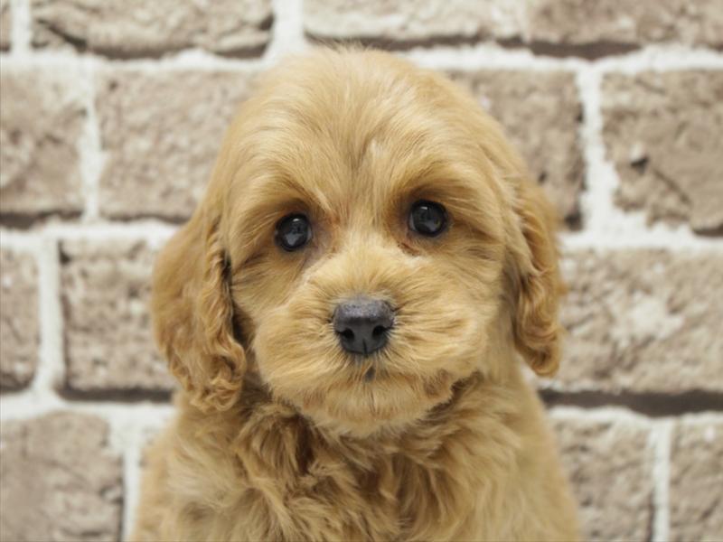 熊本県のコッカプー(アメリカンコッカースパニエル×プードル) (ワンラブゆめタウン光の森店/2025年11月9日生まれ/女の子/バフ)の子犬