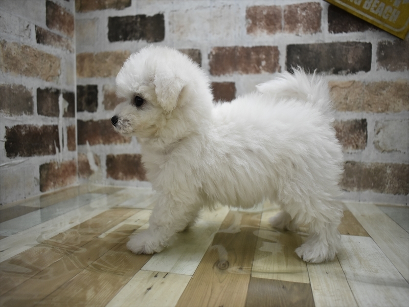 愛知県のビションフリーゼ (ワンラブ名古屋守山インター総本店/2025年11月11日生まれ/男の子/ホワイト)の子犬の3枚目の画像