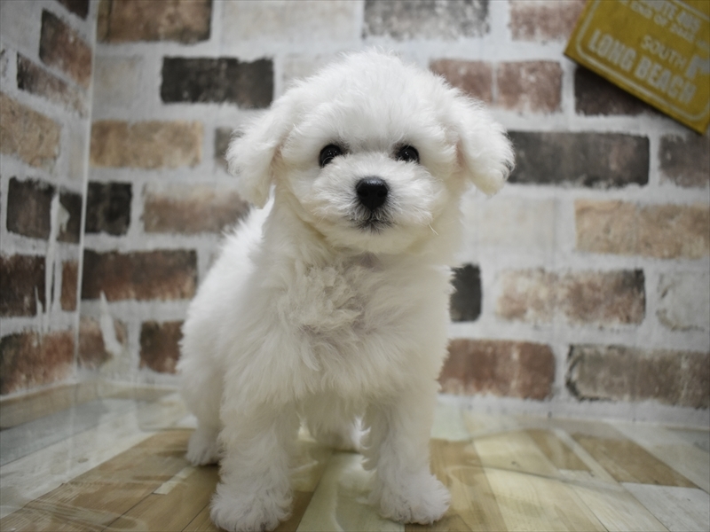 愛知県のビションフリーゼ (ワンラブ名古屋守山インター総本店/2025年11月11日生まれ/男の子/ホワイト)の子犬の2枚目の画像