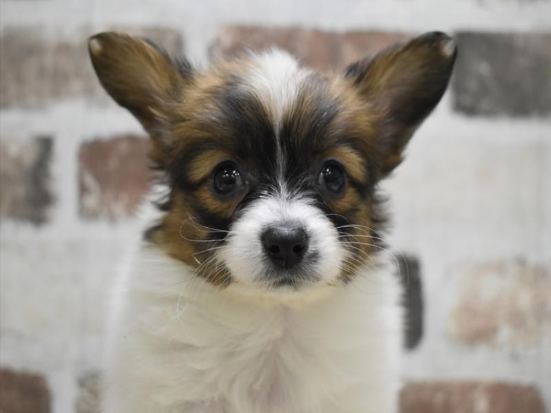 愛知県のパピヨン (ワンラブ名古屋守山インター総本店/2025年11月9日生まれ/男の子/ホワイトブラウン)の子犬の1枚目の画像