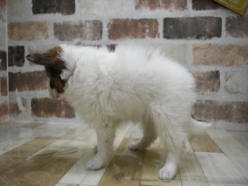 愛知県のパピヨン (ワンラブ名古屋守山インター総本店/2025年11月9日生まれ/男の子/ホワイトブラウン)の子犬の3枚目の画像