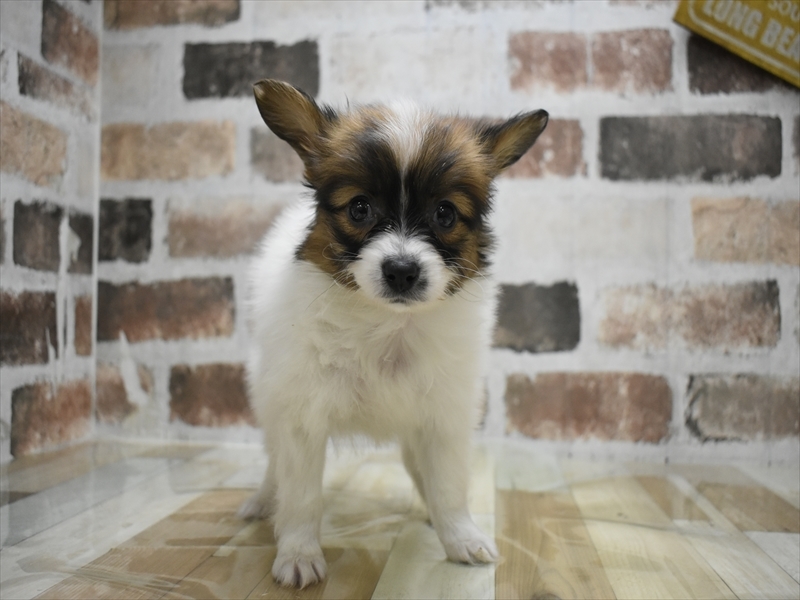 愛知県のパピヨン (ワンラブ名古屋守山インター総本店/2025年11月9日生まれ/男の子/ホワイトブラウン)の子犬の2枚目の画像