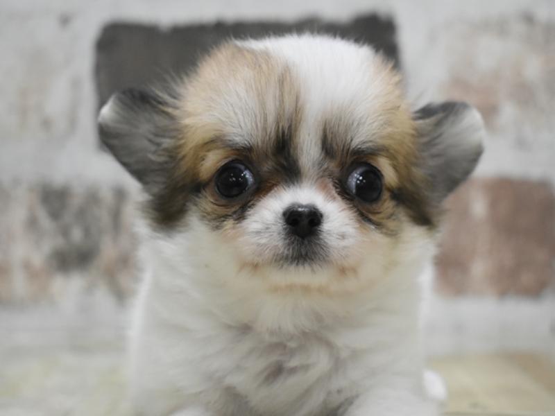 愛知県のチワワ(ロング) (ワンラブ星崎店(FC)/2025年11月11日生まれ/女の子/ホワイトレッド)の子犬