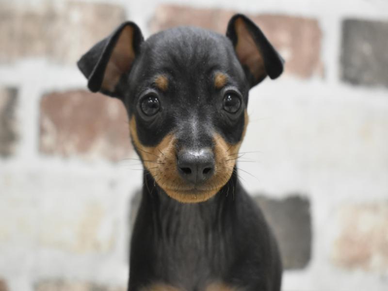 愛知県のミニチュアピンシャー (ワンラブららぽーと安城店/2025年11月12日生まれ/男の子/ブラックタン)の子犬