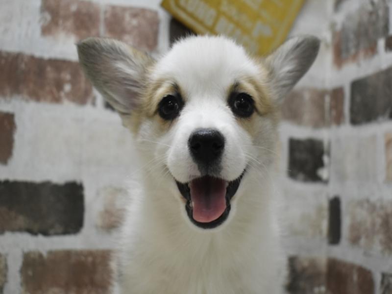 愛知県のウェルシュコーギーペンブローク (ワンラブ名古屋守山インター総本店/2025年11月12日生まれ/女の子/セーブルホワイト)の子犬の1枚目の画像