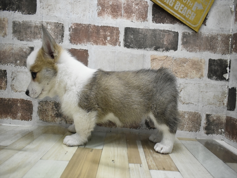 愛知県のウェルシュコーギーペンブローク (ワンラブ名古屋守山インター総本店/2025年11月12日生まれ/女の子/セーブルホワイト)の子犬の3枚目の画像
