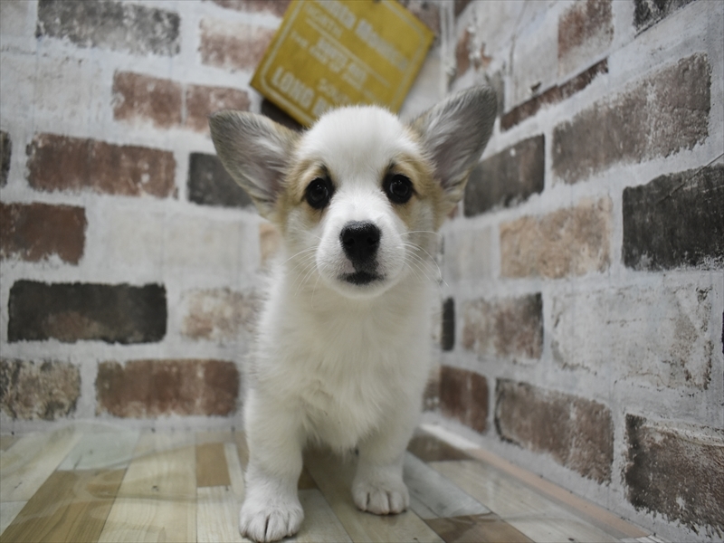 愛知県のウェルシュコーギーペンブローク (ワンラブ名古屋守山インター総本店/2025年11月12日生まれ/女の子/セーブルホワイト)の子犬の2枚目の画像