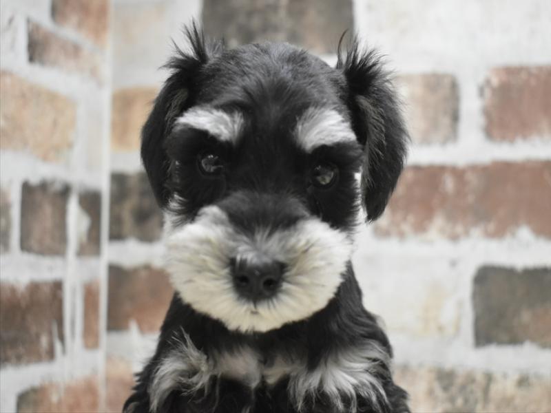 愛知県のミニチュアシュナウザー (ワンラブ名古屋守山インター総本店/2025年11月11日生まれ/男の子/ブラックシルバー)の子犬の1枚目の画像