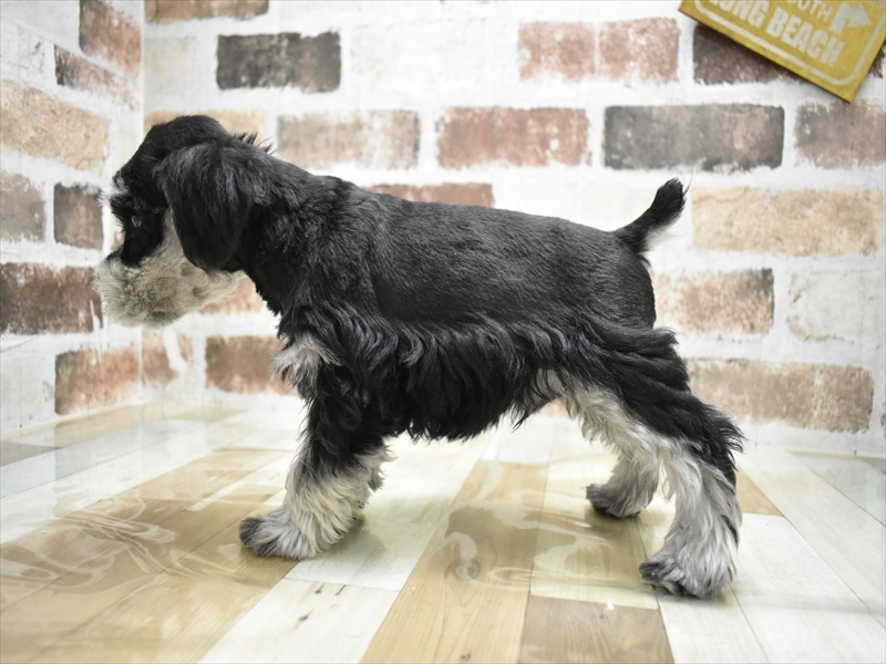 愛知県のミニチュアシュナウザー (ワンラブ名古屋守山インター総本店/2025年11月11日生まれ/男の子/ブラックシルバー)の子犬の3枚目の画像