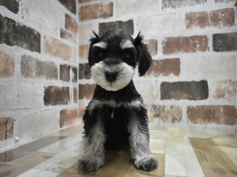 愛知県のミニチュアシュナウザー (ワンラブ名古屋守山インター総本店/2025年11月11日生まれ/男の子/ブラックシルバー)の子犬の2枚目の画像