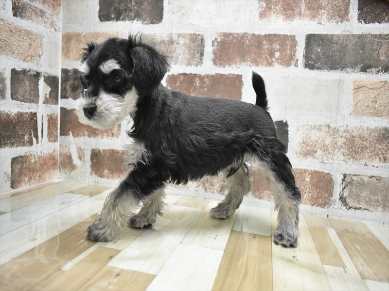 愛知県のミニチュアシュナウザー (ワンラブ名古屋守山インター総本店/2025年11月11日生まれ/男の子/ブラックシルバー)の子犬の3枚目の画像