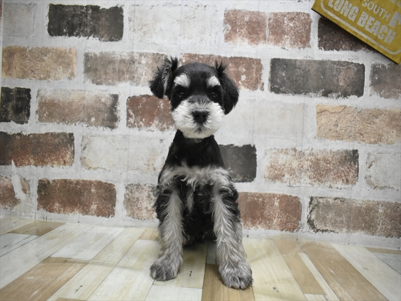 愛知県のミニチュアシュナウザー (ワンラブ名古屋守山インター総本店/2025年11月11日生まれ/男の子/ブラックシルバー)の子犬の2枚目の画像