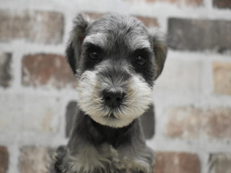 愛知県のミニチュアシュナウザー (ワンラブ星崎店(FC)/2025年11月11日生まれ/男の子/ソルトペッパー)の子犬の1枚目の画像