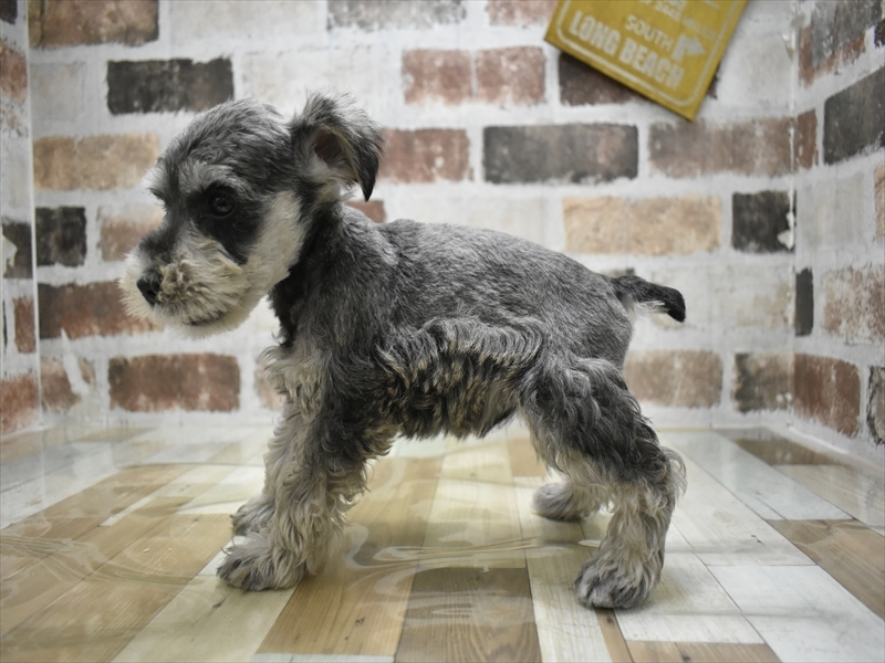 愛知県のミニチュアシュナウザー (ワンラブ星崎店(FC)/2025年11月11日生まれ/男の子/ソルトペッパー)の子犬の3枚目の画像