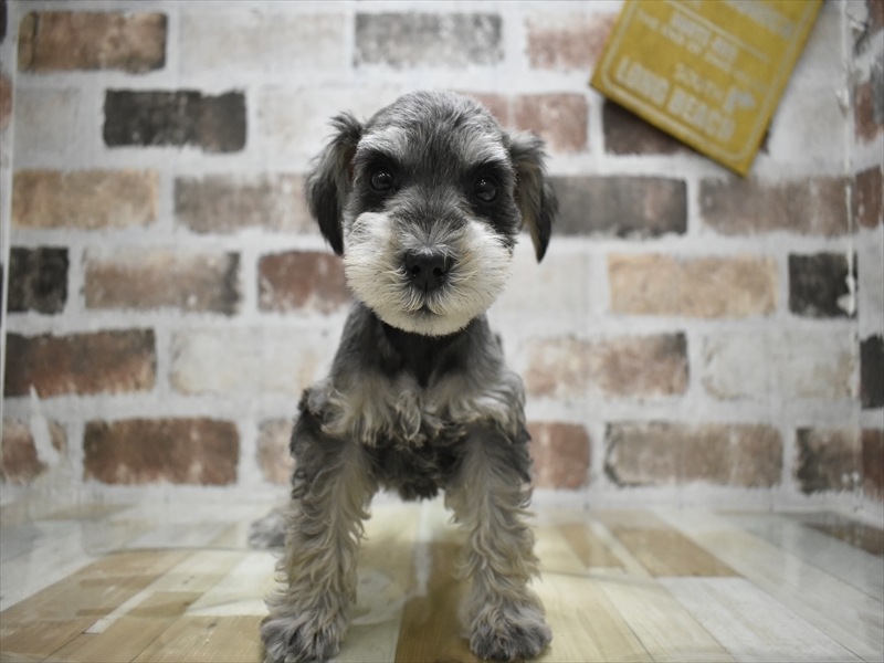 愛知県のミニチュアシュナウザー (ワンラブ星崎店(FC)/2025年11月11日生まれ/男の子/ソルトペッパー)の子犬の2枚目の画像