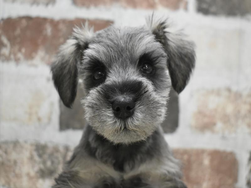 愛知県のミニチュアシュナウザー (ワンラブ名古屋守山インター総本店/2025年11月11日生まれ/男の子/ソルトペッパー)の子犬の1枚目の画像