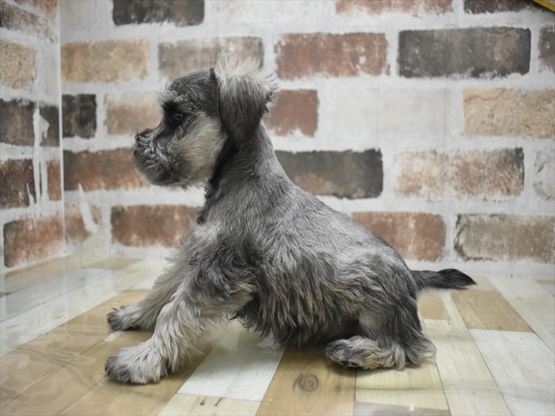 愛知県のミニチュアシュナウザー (ワンラブ名古屋守山インター総本店/2025年11月11日生まれ/男の子/ソルトペッパー)の子犬の3枚目の画像
