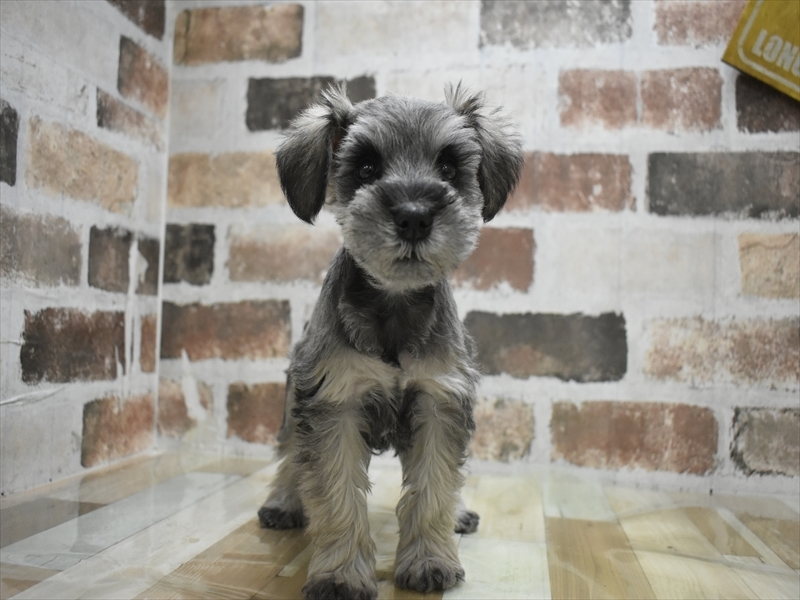 愛知県のミニチュアシュナウザー (ワンラブ名古屋守山インター総本店/2025年11月11日生まれ/男の子/ソルトペッパー)の子犬の2枚目の画像
