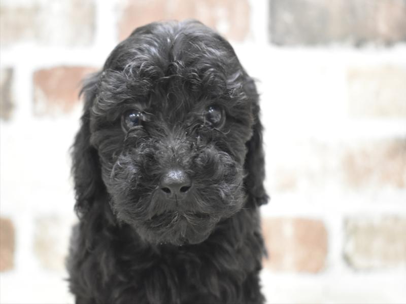 三重県のトイプードル(トイ) (ワンラブカインズ明和店(FC)/2025年11月12日生まれ/男の子/ブラウン)の子犬の1枚目の画像