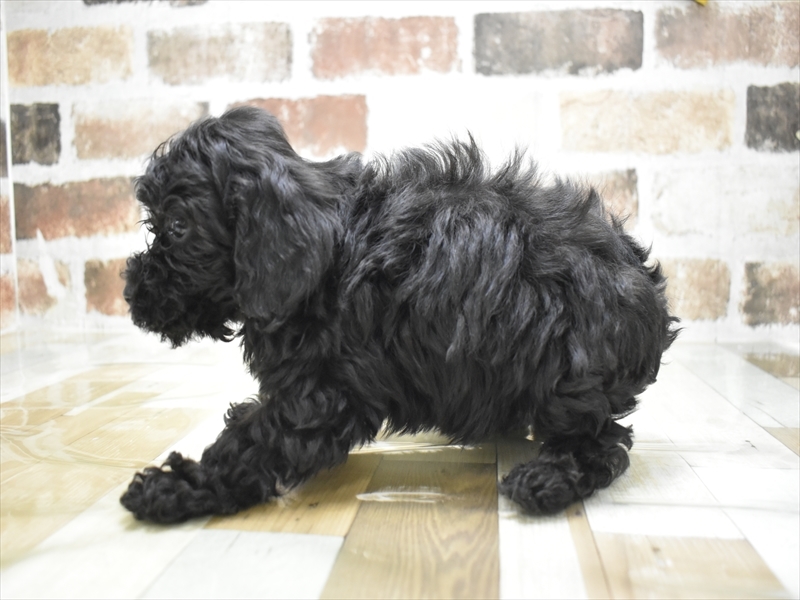 三重県のトイプードル(トイ) (ワンラブカインズ明和店(FC)/2025年11月12日生まれ/男の子/ブラウン)の子犬の3枚目の画像