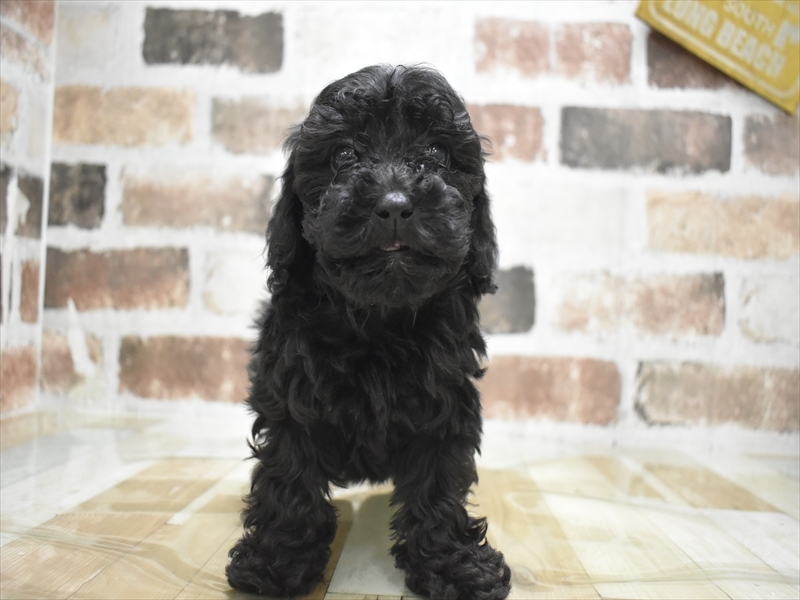 三重県のトイプードル(トイ) (ワンラブカインズ明和店(FC)/2025年11月12日生まれ/男の子/ブラウン)の子犬の2枚目の画像