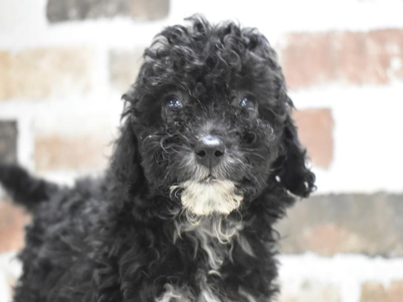 三重県のトイプードル(トイ) (ワンラブホームセンターバロー久居店(FC)/2025年11月12日生まれ/男の子/ブラウン)の子犬の1枚目の画像