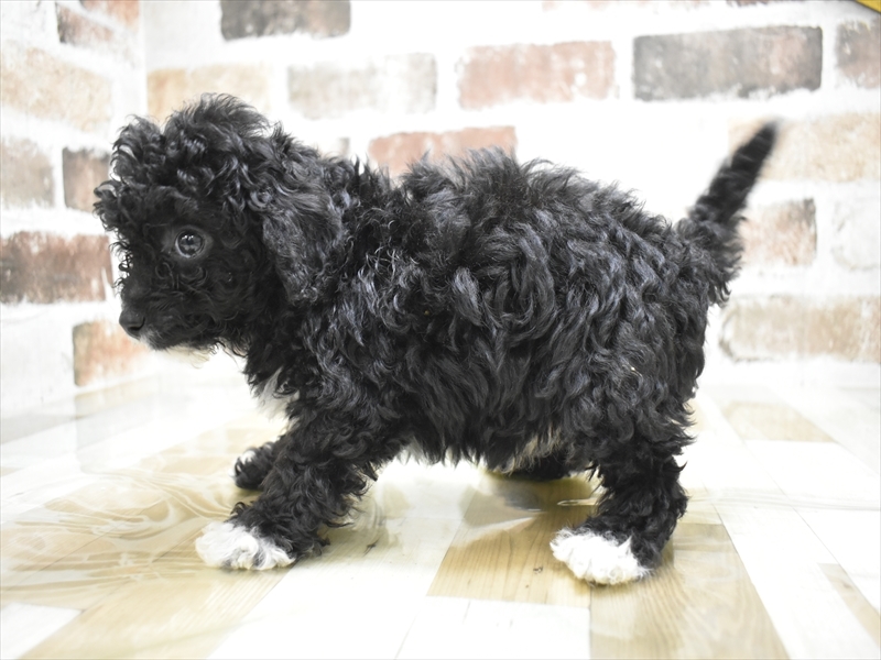 三重県のトイプードル(トイ) (ワンラブホームセンターバロー久居店(FC)/2025年11月12日生まれ/男の子/ブラウン)の子犬の3枚目の画像