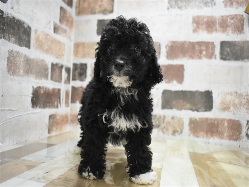 三重県のトイプードル(トイ) (ワンラブホームセンターバロー久居店(FC)/2025年11月12日生まれ/男の子/ブラウン)の子犬の2枚目の画像