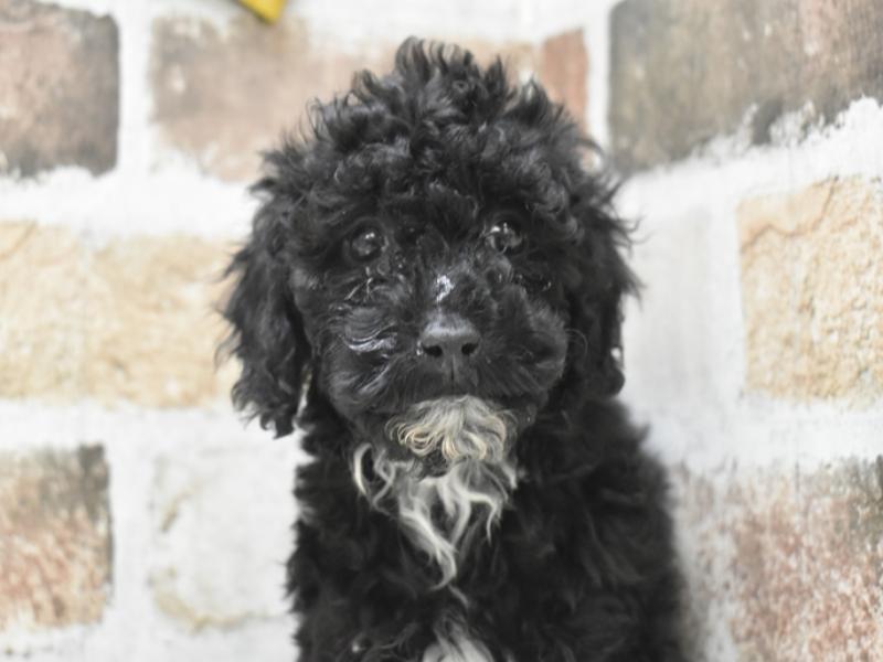 愛知県のトイプードル(トイ) (ワンラブドン・キホーテ緑店(FC)/2025年11月12日生まれ/男の子/ブラウン)の子犬