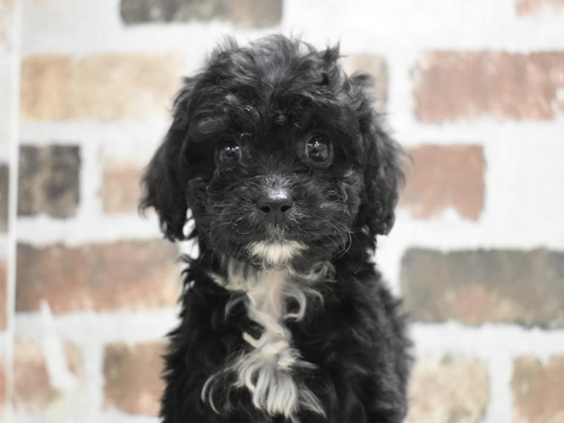 三重県のトイプードル(トイ) (ワンラブカインズ明和店(FC)/2025年11月12日生まれ/女の子/ブラウン)の子犬の1枚目の画像