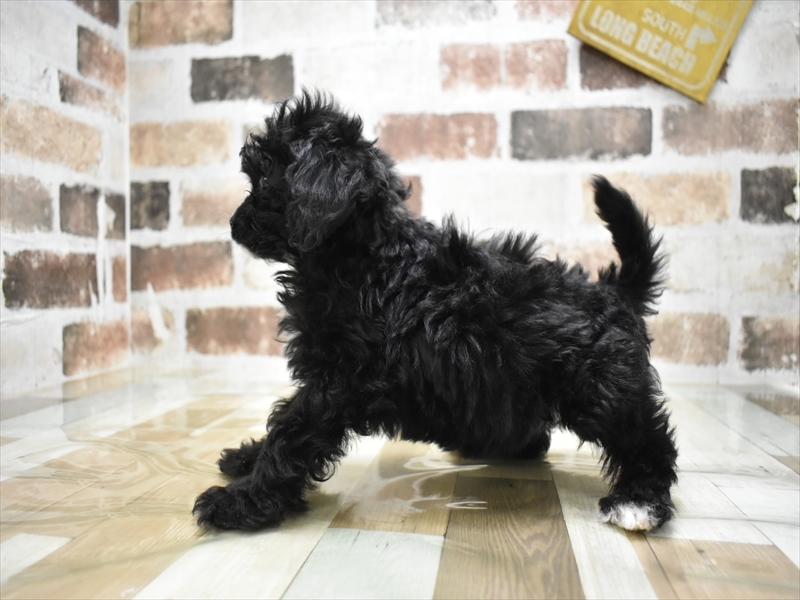 三重県のトイプードル(トイ) (ワンラブカインズ明和店(FC)/2025年11月12日生まれ/女の子/ブラウン)の子犬の3枚目の画像