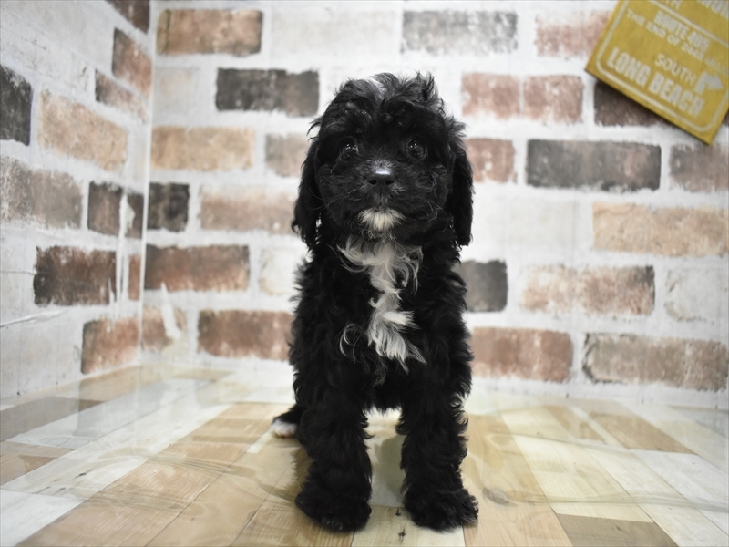 三重県のトイプードル(トイ) (ワンラブカインズ明和店(FC)/2025年11月12日生まれ/女の子/ブラウン)の子犬の2枚目の画像