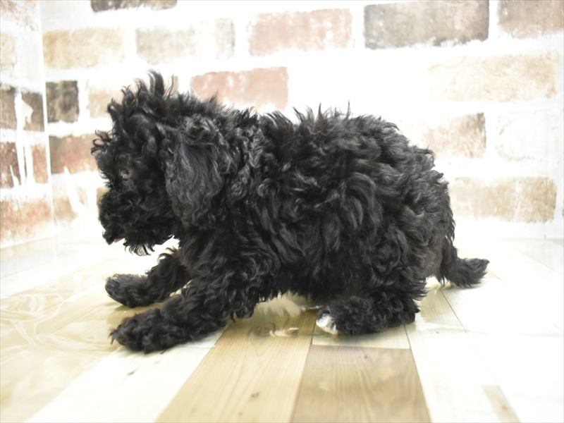 三重県のトイプードル(トイ) (ワンラブホームセンターバロー久居店(FC)/2025年11月12日生まれ/女の子/ブラウン)の子犬の3枚目の画像