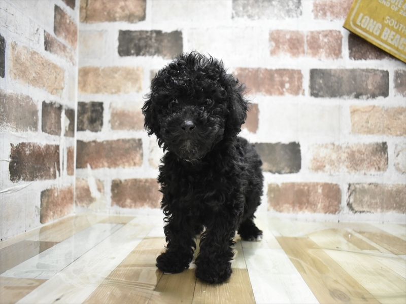 三重県のトイプードル(トイ) (ワンラブホームセンターバロー久居店(FC)/2025年11月12日生まれ/女の子/ブラウン)の子犬の2枚目の画像